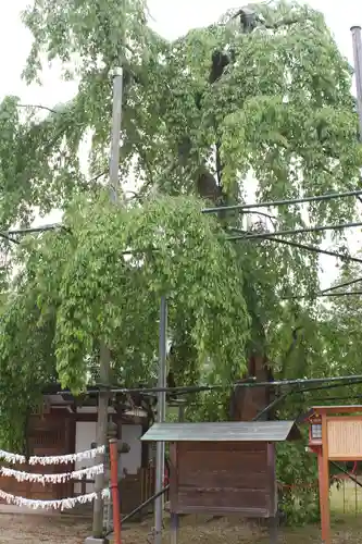 齋神社(滋賀県)