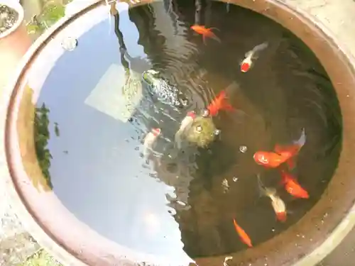 品川神社の動物
