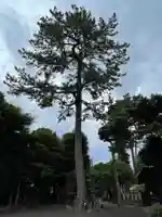 駒留八幡神社の自然