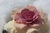 大鏑神社の自然