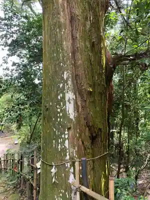 加茂神社の自然