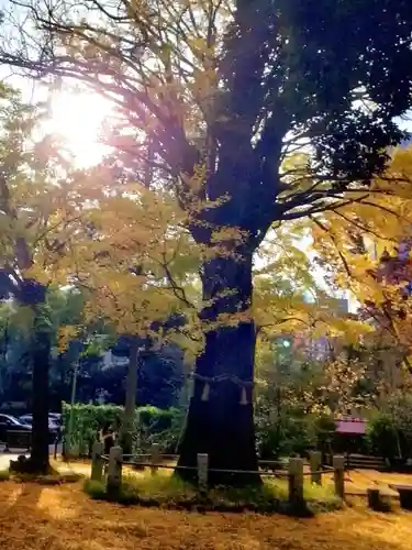 赤坂氷川神社の御朱印