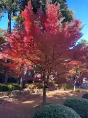 豪徳寺(東京都)