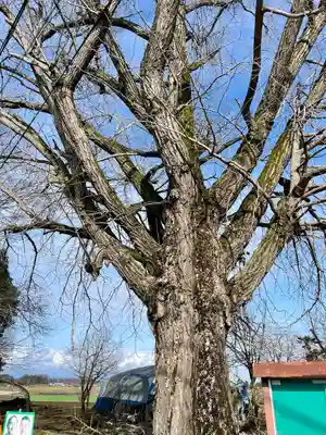 古泉馬頭観世音(栃木県)