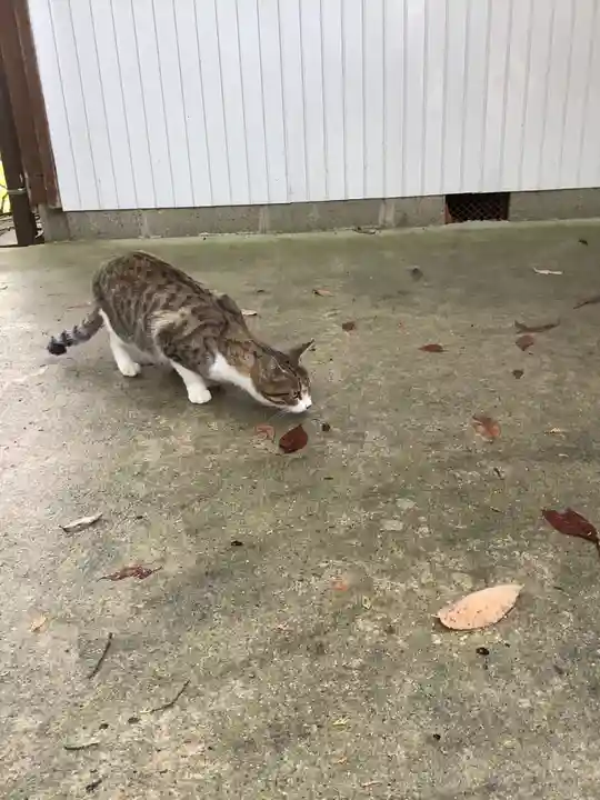 玉野御嶽神社の動物