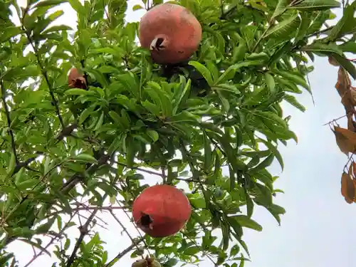 周遍寺密蔵院の自然