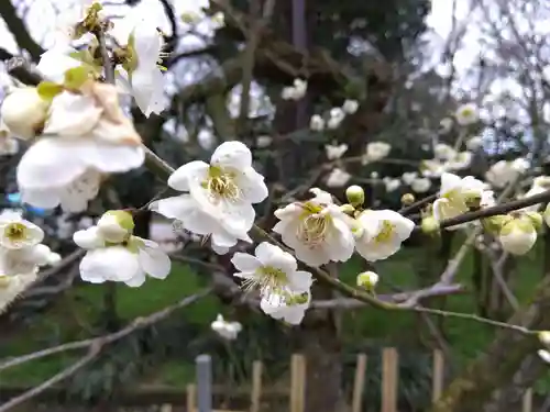 高岡市護国神社の自然
