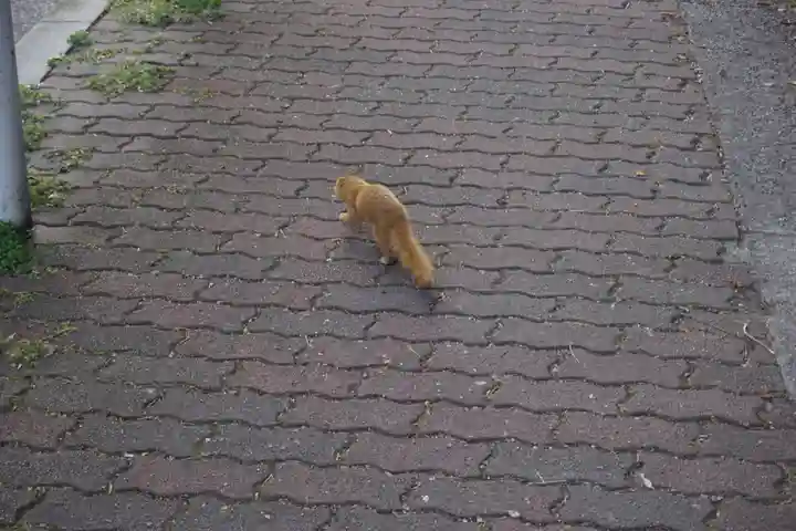 諏訪神社・諏訪山稲荷神社の動物