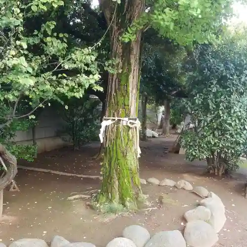 綾瀬稲荷神社の自然