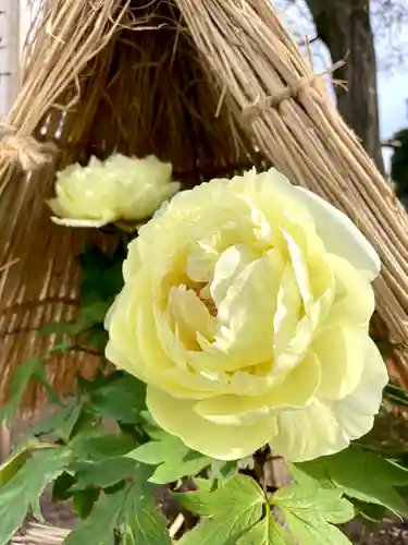 上野東照宮の自然