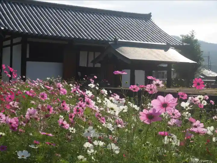 般若寺 ❁コスモス寺❁(奈良県)