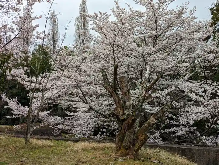 勝持寺(花の寺)(京都府)