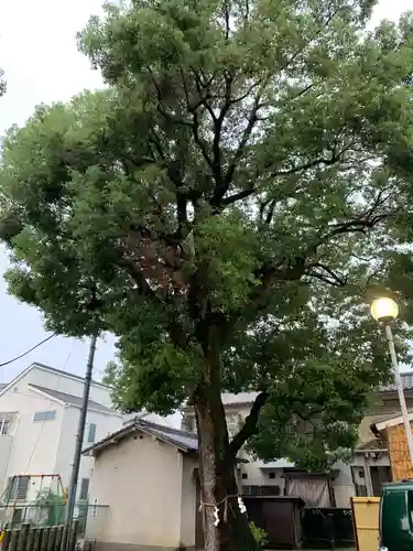 島頭天満宮の自然