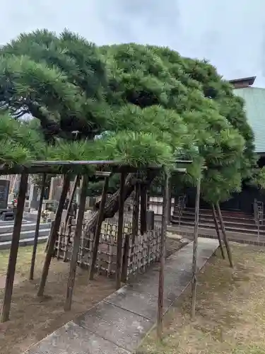 妙雲寺(東京都)