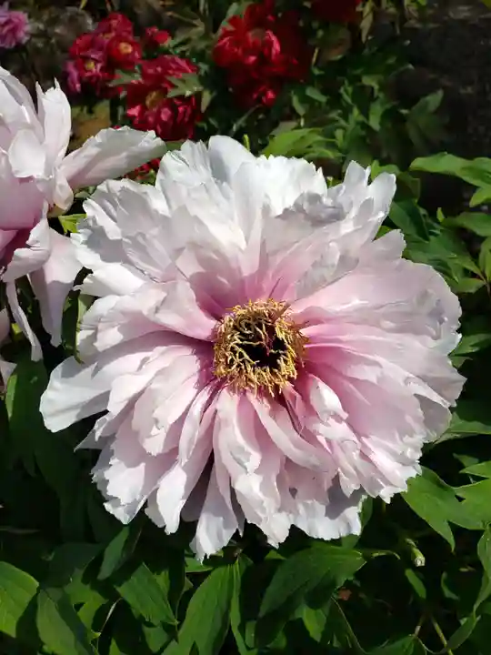禅定院(東京都)