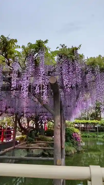亀戸天神社(東京都)