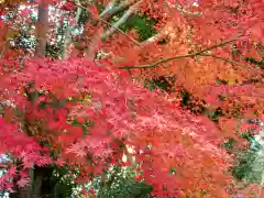 伊勢神宮内宮（皇大神宮）の自然