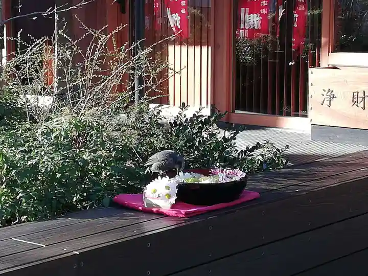 増上寺塔頭 三縁山 宝珠院の動物