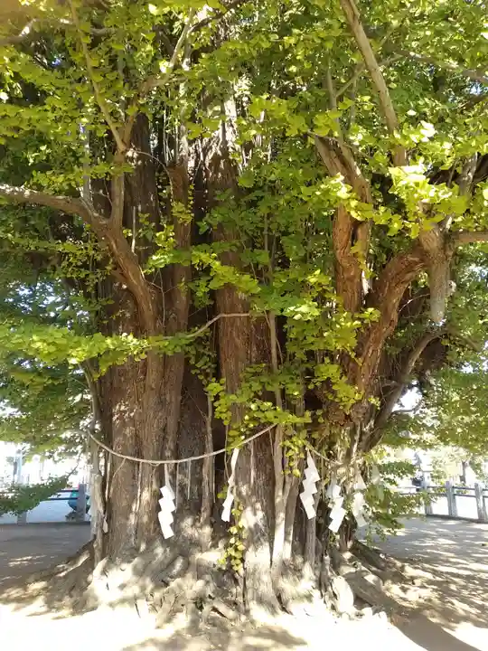 葛飾八幡宮(千葉県)