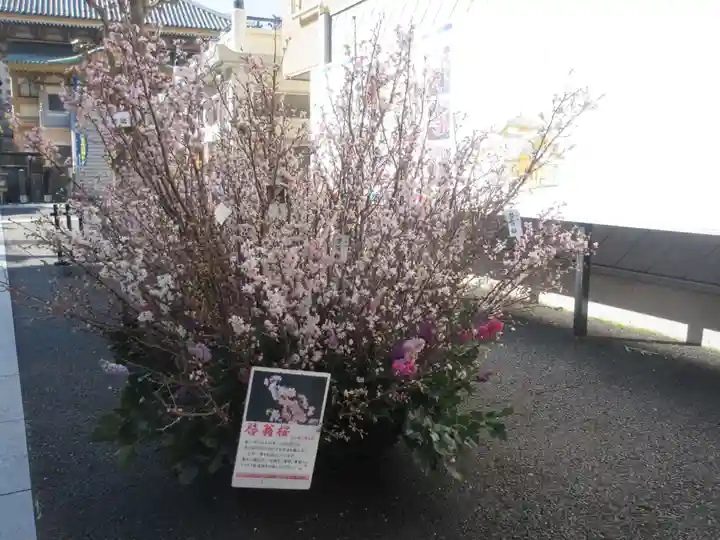 眞性寺(東京都)