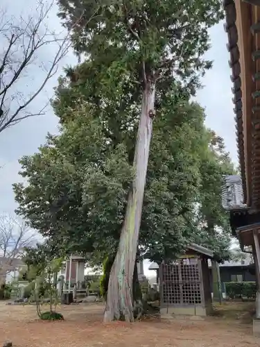 犬山神社の自然