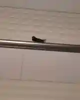 眞中神社(岐阜県)