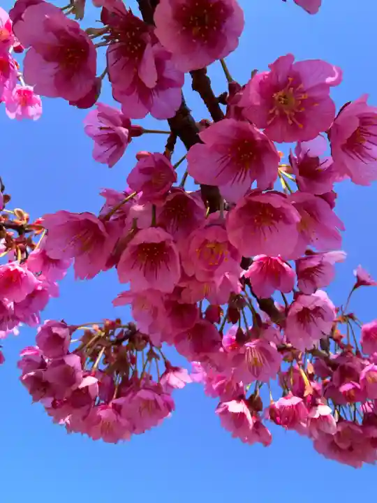 清雲寺の{uncategorized: "未分類", other: "その他", undefined: "問題あり", building: "その他建物", grave: "お墓", sacred_gate: "鳥居", guardian: "狛犬", statue: "像", buddha: "仏像", history: "歴史", nature: "自然", garden: "庭園", animal: "動物", pagoda: "塔", temizu: "手水舎", mountain_gate: "山門・神門", sanctuary: "本殿・本堂", subordinate: "末社・摂社", art: "芸術", scenery: "景色", jizo: "地蔵", ema: "絵馬", goshuin: "御朱印", omikuji: "おみくじ", items: "授与品その他", amulet: "お守り", goshuincho: "御朱印帳", eats: "食事", festival: "お祭り", votive_dance: "神楽", shichigosan: "七五三参", wedding: "結婚式", experience: "体験その他", initially: "初詣", around: "周辺", anti_infection: "感染症対策"}