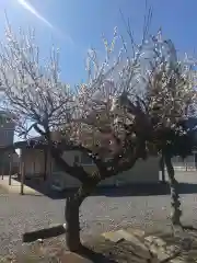 天神社(埼玉県)