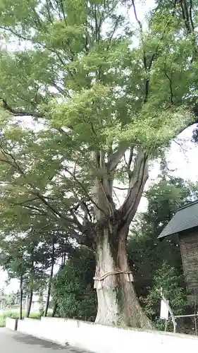 香取神社（関宿香取神社）の自然