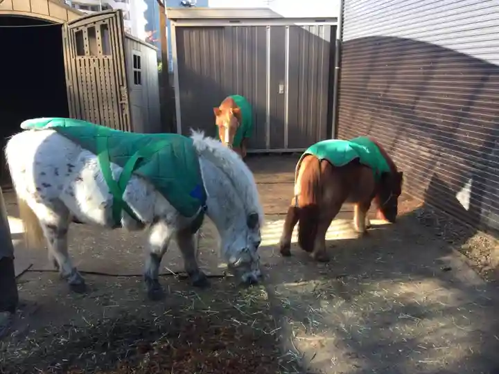 五方山熊野神社の動物