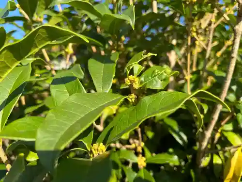 秩父札所十三番 慈眼寺の自然