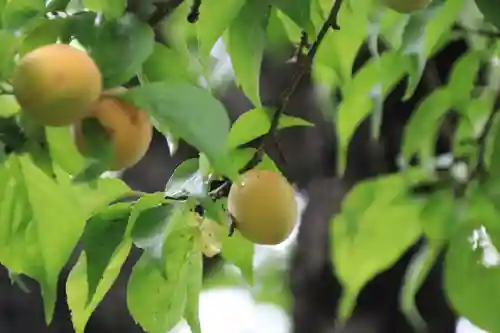 開成山大神宮の自然