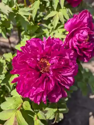 禅定院(東京都)