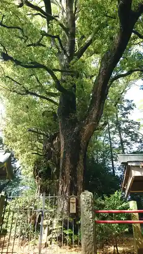 神崎神社(千葉県)