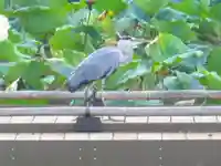 鶴岡八幡宮の動物