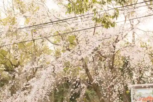 長岡天満宮の自然