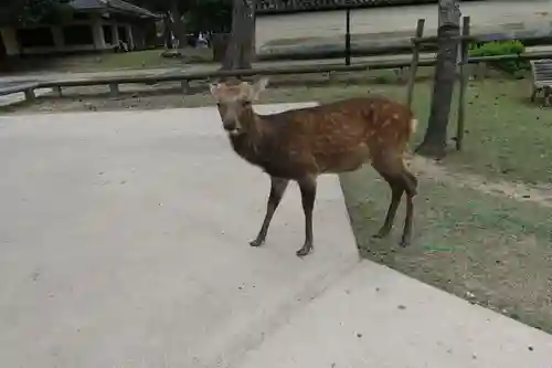 春日大社の動物