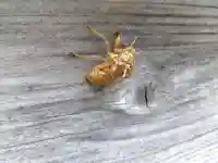 諏訪神社(福井県)