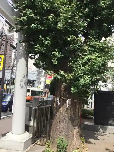 柏神社の鳥居