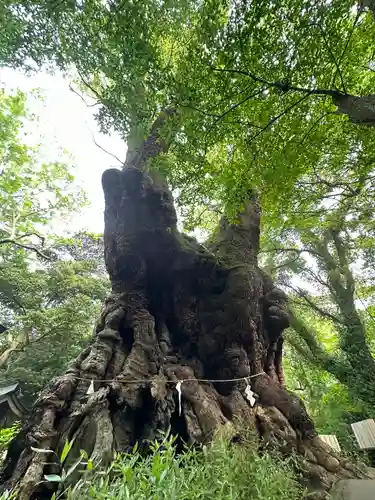 來宮神社の自然