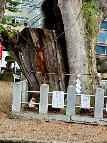 阿邪訶根神社の自然
