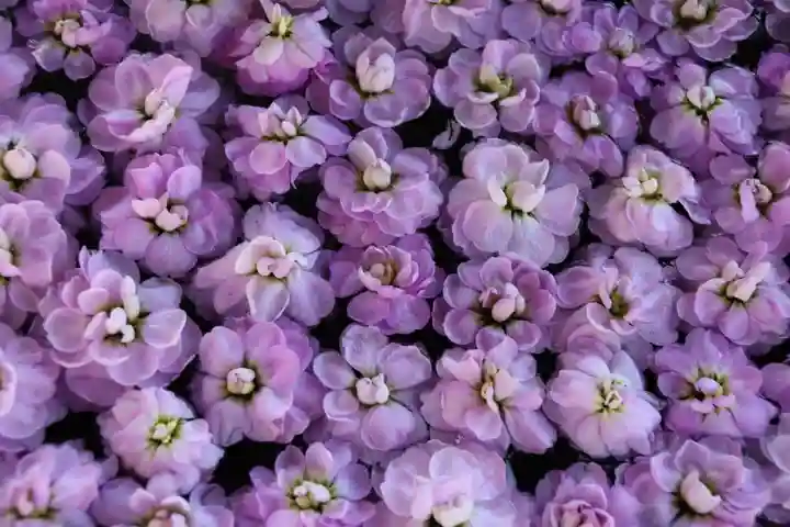 阿邪訶根神社の手水舎
