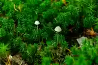 大瀧神社(長野県)