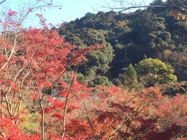 禅林寺(永観堂)の自然