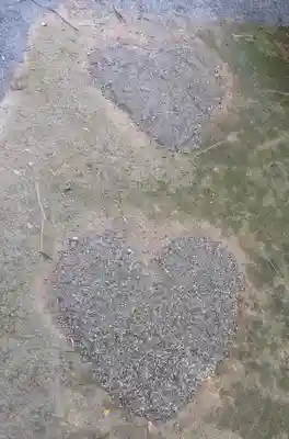 常陸第三宮 吉田神社(茨城県)