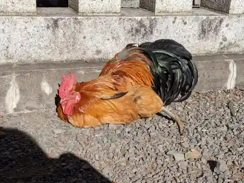 谷保天満宮の動物