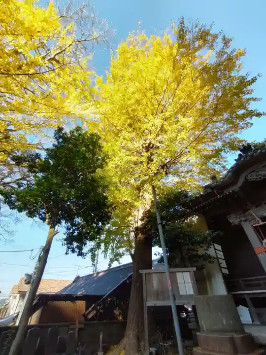 五所神社の自然