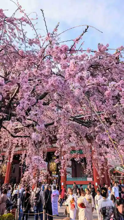 浅草神社の自然