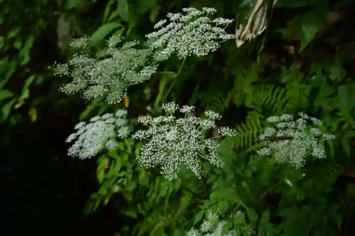 戸隠神社中社(長野県)