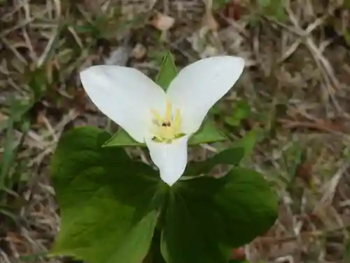 留辺蘂神社の自然